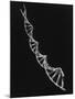 Model of Segment of Dna Molecule Which Governs Heredity-null-Mounted Photographic Print