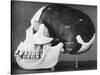 Model of the Skull of Piltdown Man (Eanothropus Dawson), 1914-Smith Woodward-Stretched Canvas