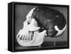Model of the Skull of Piltdown Man (Eanothropus Dawson), 1914-Smith Woodward-Framed Stretched Canvas