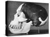 Model of the Skull of Piltdown Man (Eanothropus Dawson), 1914-Smith Woodward-Stretched Canvas