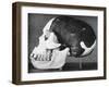 Model of the Skull of Piltdown Man (Eanothropus Dawson), 1914-Smith Woodward-Framed Giclee Print