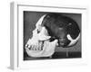 Model of the Skull of Piltdown Man (Eanothropus Dawson), 1914-Smith Woodward-Framed Giclee Print