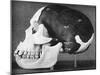 Model of the Skull of Piltdown Man (Eanothropus Dawson), 1914-Smith Woodward-Mounted Giclee Print