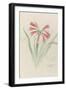 Modèle de vase en cristal à décor d'himantophyllum, pour décor de marqueterie-Emile Gallé-Framed Giclee Print