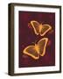 Modern Butterflies-Patty Young-Framed Art Print