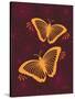 Modern Butterflies-Patty Young-Stretched Canvas