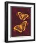 Modern Butterflies-Patty Young-Framed Art Print