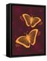 Modern Butterflies-Patty Young-Framed Stretched Canvas