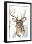 Modern Deer Mount II-Ethan Harper-Framed Art Print