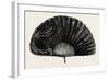 Modern Ostrich Feather Fan , 1882-null-Framed Giclee Print