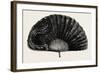 Modern Ostrich Feather Fan , 1882-null-Framed Giclee Print