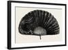 Modern Ostrich Feather Fan , 1882-null-Framed Giclee Print