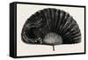 Modern Ostrich Feather Fan , 1882-null-Framed Stretched Canvas