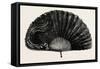 Modern Ostrich Feather Fan , 1882-null-Framed Stretched Canvas