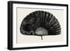 Modern Ostrich Feather Fan , 1882-null-Framed Giclee Print