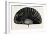 Modern Ostrich Feather Fan , 1882-null-Framed Giclee Print