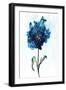 Modern Poppy 1-Smith Haynes-Framed Art Print