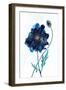 Modern Poppy 2-Smith Haynes-Framed Art Print