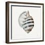 Modern Shell with Teal I-Patricia Pinto-Framed Art Print