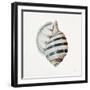 Modern Shell with Teal I-Patricia Pinto-Framed Art Print