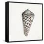 Modern Shell with Teal II-Patricia Pinto-Framed Stretched Canvas