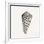 Modern Shell with Teal II-Patricia Pinto-Framed Art Print