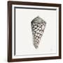 Modern Shell with Teal II-Patricia Pinto-Framed Art Print