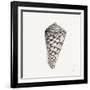 Modern Shell with Teal II-Patricia Pinto-Framed Art Print