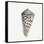 Modern Shell with Teal II-Patricia Pinto-Framed Stretched Canvas