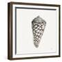 Modern Shell with Teal II-Patricia Pinto-Framed Art Print