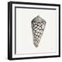 Modern Shell with Teal II-Patricia Pinto-Framed Art Print