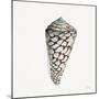 Modern Shell with Teal II-Patricia Pinto-Mounted Art Print