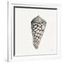 Modern Shell with Teal II-Patricia Pinto-Framed Art Print