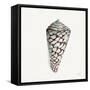 Modern Shell with Teal II-Patricia Pinto-Framed Stretched Canvas