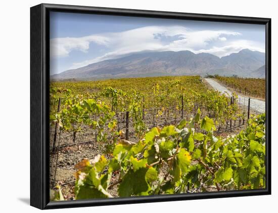 Modern viniculture at winery. Fogo Island, part of Cape Verde-Martin Zwick-Framed Photographic Print