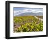 Modern viniculture at winery. Fogo Island, part of Cape Verde-Martin Zwick-Framed Photographic Print