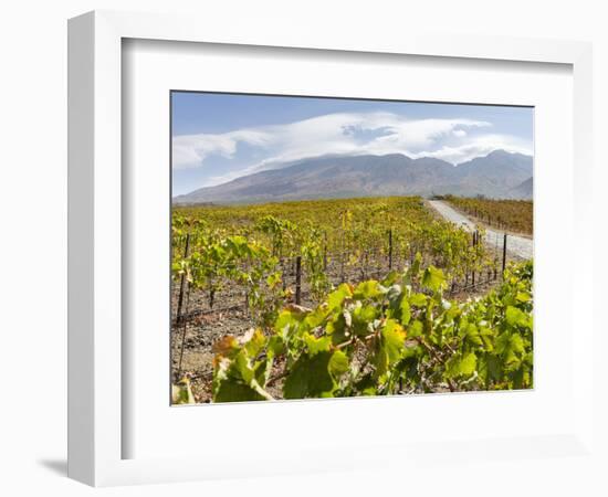 Modern viniculture at winery. Fogo Island, part of Cape Verde-Martin Zwick-Framed Photographic Print