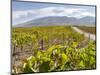 Modern viniculture at winery. Fogo Island, part of Cape Verde-Martin Zwick-Mounted Photographic Print