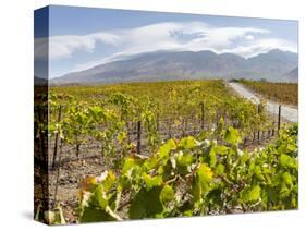 Modern viniculture at winery. Fogo Island, part of Cape Verde-Martin Zwick-Stretched Canvas