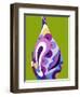 Moderno Bellow IV-Mary Calkins-Framed Giclee Print