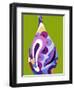 Moderno Bellow IV-Mary Calkins-Framed Giclee Print