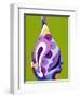 Moderno Bellow IV-Mary Calkins-Framed Giclee Print