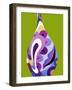 Moderno Bellow IV-Mary Calkins-Framed Giclee Print