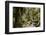 Modi Khola Valley, Annapurna Himal, Nepal, Himalayas, Asia-Ben Pipe-Framed Photographic Print