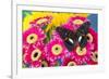 Moduza lymire lymire a south-east Asian butterfly on bright colored Gerber Daisies-Darrell Gulin-Framed Photographic Print