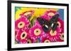 Moduza lymire lymire a south-east Asian butterfly on bright colored Gerber Daisies-Darrell Gulin-Framed Photographic Print