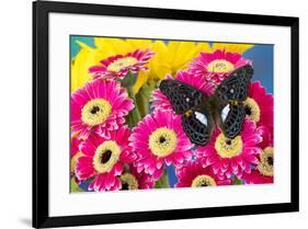 Moduza lymire lymire a south-east Asian butterfly on bright colored Gerber Daisies-Darrell Gulin-Framed Photographic Print