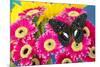 Moduza lymire lymire a south-east Asian butterfly on bright colored Gerber Daisies-Darrell Gulin-Mounted Photographic Print