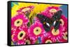 Moduza lymire lymire a south-east Asian butterfly on bright colored Gerber Daisies-Darrell Gulin-Framed Stretched Canvas