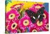 Moduza lymire lymire a south-east Asian butterfly on bright colored Gerber Daisies-Darrell Gulin-Stretched Canvas